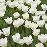 fundo de primavera com lindas tulipas brancas foto