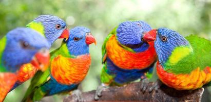 lorikeets arco-íris australiano foto