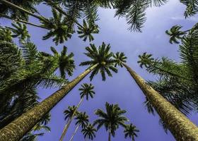 palmeiras 2 foto