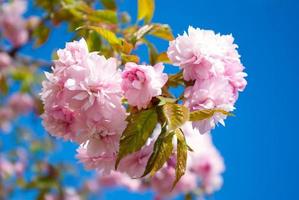 a árvore de sakura floresce na primavera contra um céu azul