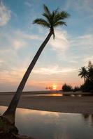 palmeira na praia foto
