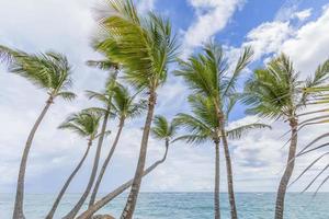 palmeiras na praia.