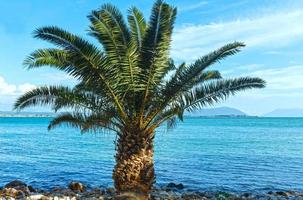 palmeira na praia de verão (grécia)