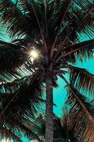 palmeira com efeito de filtro de verão retrô foto