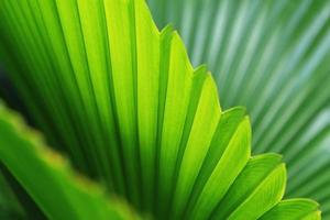 folhas de palmeiras