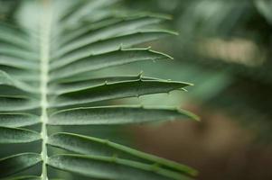 folha de palmeira