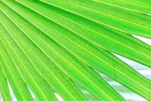 fundo de folha de palmeira verde foto