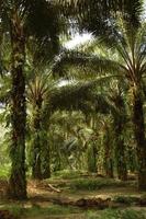 plantação de óleo de palma