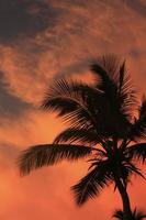 silhueta de palmeira ao pôr do sol