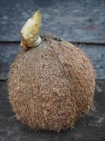 broto de coco