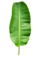 folha de bananeira verde em fundo branco foto