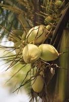 cocos em uma árvore foto