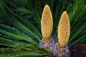 palmeira sagu com cones de pólen