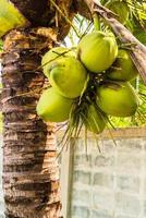 cocos palmeira vista em perspectiva do chão