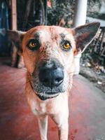 cachorro de rua em uma estrada. foto