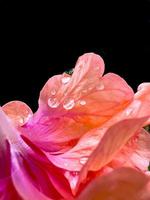 gotas de água em pétalas de rosa em fundo escuro. foto