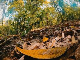 folhas secas em uma floresta. foto