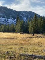 veado em yellowstone foto