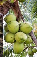 monte de cocos