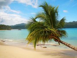 palmeira inclinada em rincon beach, península de samaná foto