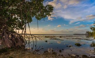 manguezais gotejam nas águas de key largo, florida, próximo ao pôr do sol. foto