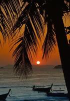 pôr do sol com folhas de palmeira. foto