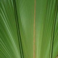 gros plan d'une feuille de palmier foto