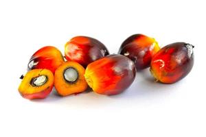 frutos de óleo de palma