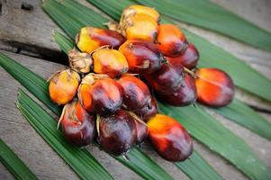 frutas frescas de óleo de palma foto
