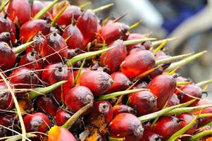 frutos de óleo de palma