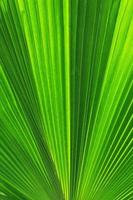 folhas de palmeiras