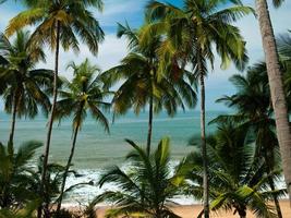 praia com palmeiras foto