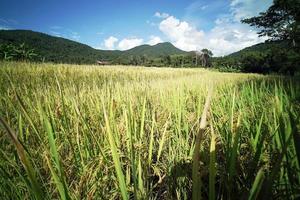 plantação de arroz foto