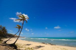 linda praia com palmeiras na praia do amor brasil foto