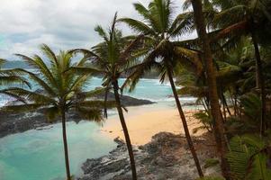 praia tropical com palmeiras e um mar azul imaculado.