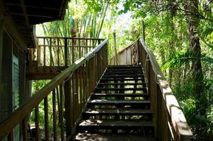 escada de madeira feita à mão em ambiente tropical foto