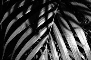 folhas de palmeira sobrepostas ao sol, alto contraste foto