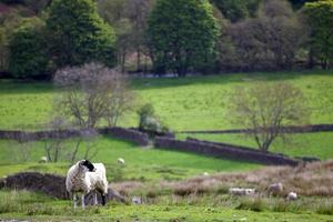 ovelhas brancas e negras com vista de yorkshire dales ao fundo foto