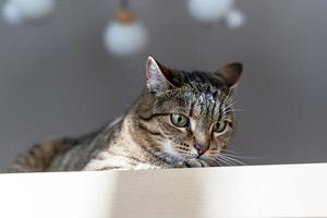 gato malhado de cavala engraçado bonito com olhos verdes engraçado surpreso olhando no rack, amor de estimação, animais domésticos foto