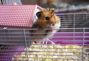 hamster gengibre fofo sírio parece de uma casa rosa decorativa em uma gaiola. retrato de um close-up de um hamster sírio foto