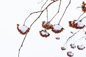 ramos de arbustos marrons secos em close-up de neve. fundo de inverno de planta natural foto