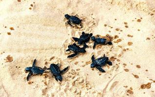 várias pequenas tartarugas marinhas negras recém-nascidas rastejando ao longo da areia até o mar foto
