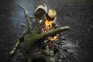 fogo na floresta. chama é amarela. queima de galhos secos. foto