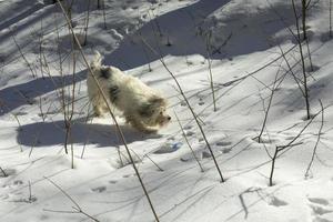 cachorro em passeio no inverno. pêlos de animais brancos. neve e cachorro. animal ambulante. foto