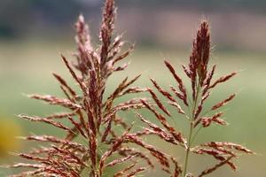 espigas de campo flores secas naturais de 80 centímetros de altura. foto