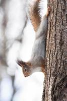 árvore de esquilo no inverno foto