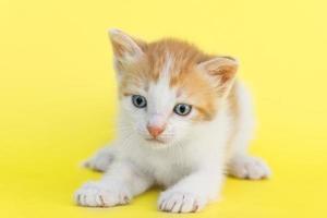 gatinho vermelho foto