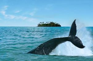 observação de baleias nas ilhas rarotonga Cook