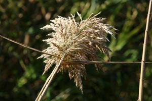 espigas de campo flores secas naturais de 80 centímetros de altura. foto