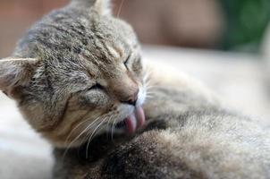 retrato de gato sentado e lambendo o cabelo ao ar livre e encontra-se no sofá marrom foto